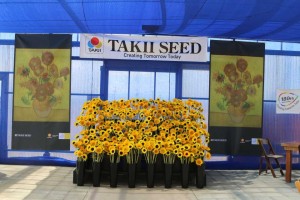 Van Gogh Sunrich Sunflower Partnership