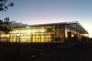 Venlo Style Greenhouse (JGS)