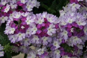 Verbena 'Wicked Purple'