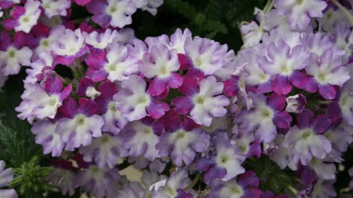 Dr. Allan Armitage Highlights His Favorite Varieties From Dümmen Orange At California Spring Trials