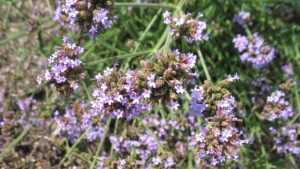 Best Plants For The Lower Plains