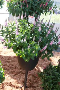 Veronica 'First Choice'