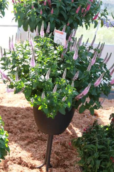 Veronica 'First Choice'