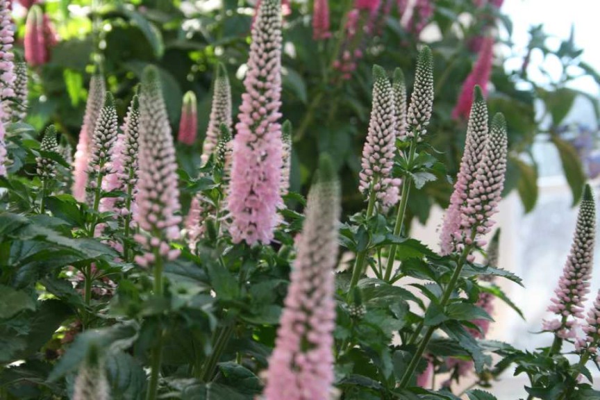 Veronica 'First Choice' (Dümmen Orange)