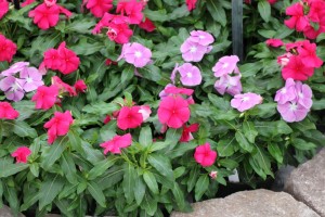 Vinca 'Valiant Punch' from PanAmerican Seed (Oklahoma State University Field Trials)