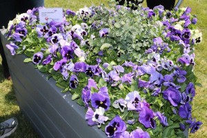 Viola 'Inspire DeluXXe Ocean' (Ernst Benary of America)