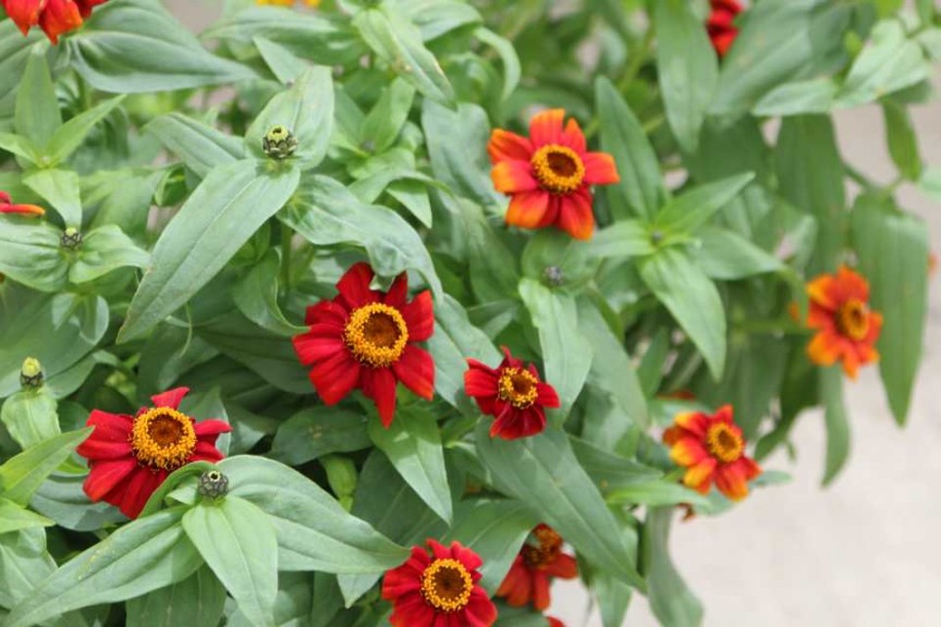 Zinnia 'Zany'