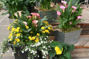 Calla Combos At Golden State Bulb