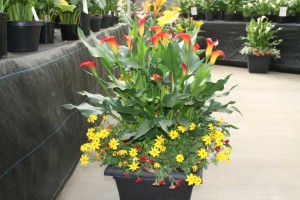 Calla Combo At Golden State Bulb