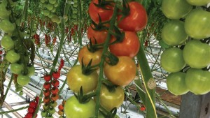 Wendy’s Going to the Greenhouse for Tomatoes