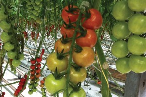 Houweling's Tomatoes Delta greenhouse5