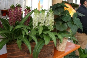 Eucomis In A Cool Pot