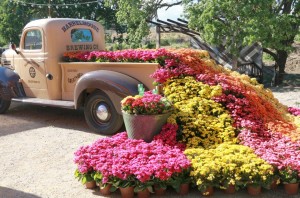 Flowers spilling out the back of an old truck at Dümmen Orange