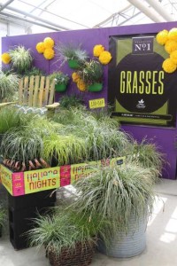 Grasses Display