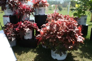 Heucherella Fun and Games Variety Combination in a Two-Year Old Pot