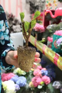 Hydrangea Liner At Pacific Plug & Liner