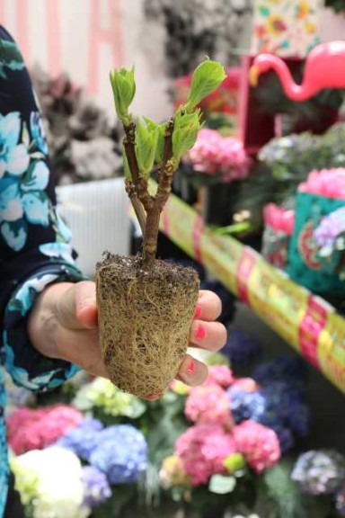 Hydrangea Liner At Pacific Plug & Liner