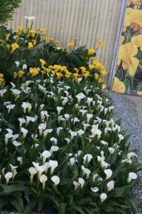 Outside Golden State Bulb