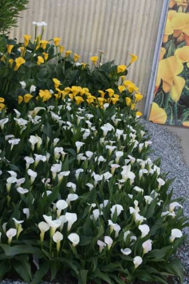 Outside Golden State Bulb