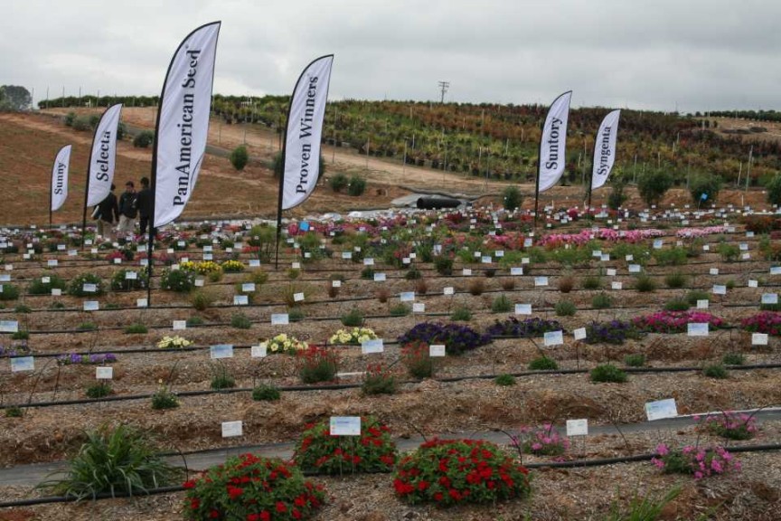 EuroAmerican's in-ground trials were meant to simulate real growing conditions