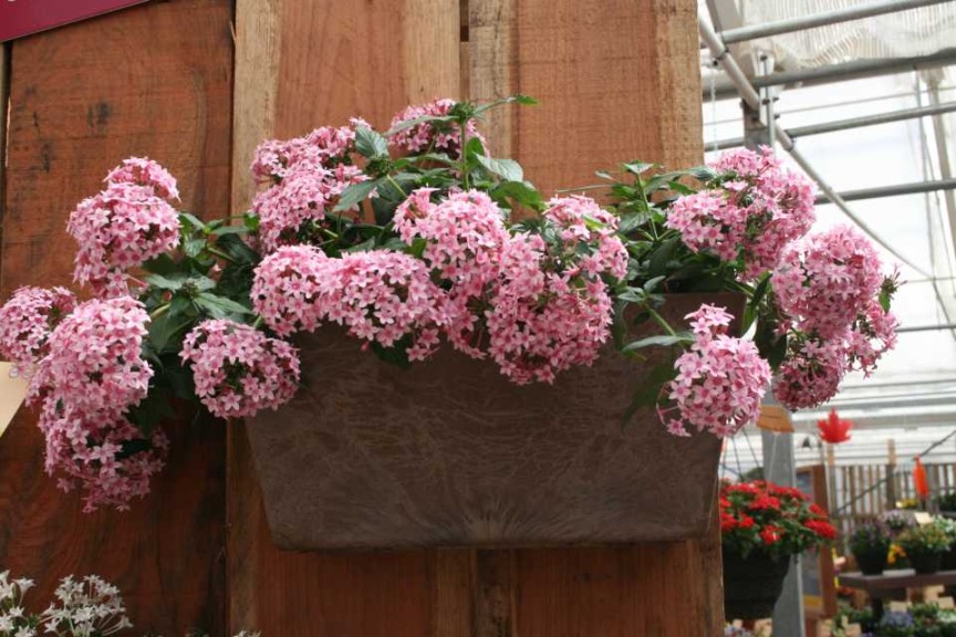 Pentas Falling Star Series (Syngenta)