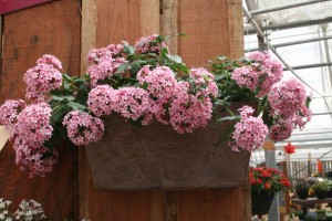 Pentas Falling Star Pink Bicolor