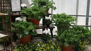 17 New Vegetable Intros For Greenhouse Production