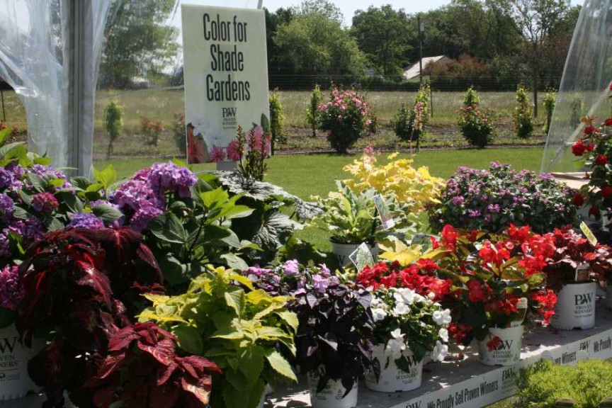 Shade Plants as Alternatives to Impatiens