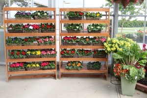Shelves for plants: A great way to display shallow combo gardens at Sakata