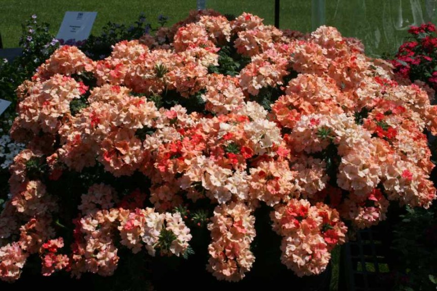 Superbena Royale Peachy Keen Improved