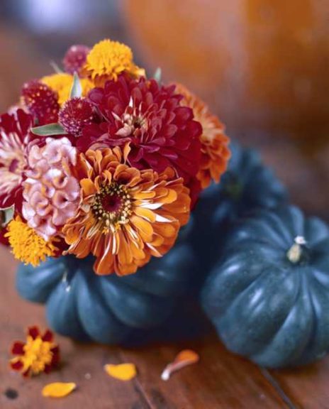 P. Allen Smith Home Grown Cut Flower Collection