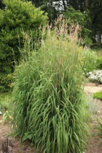 Andropogon gerardii ‘Karl’s Cousin’ (Ag3, Inc.)