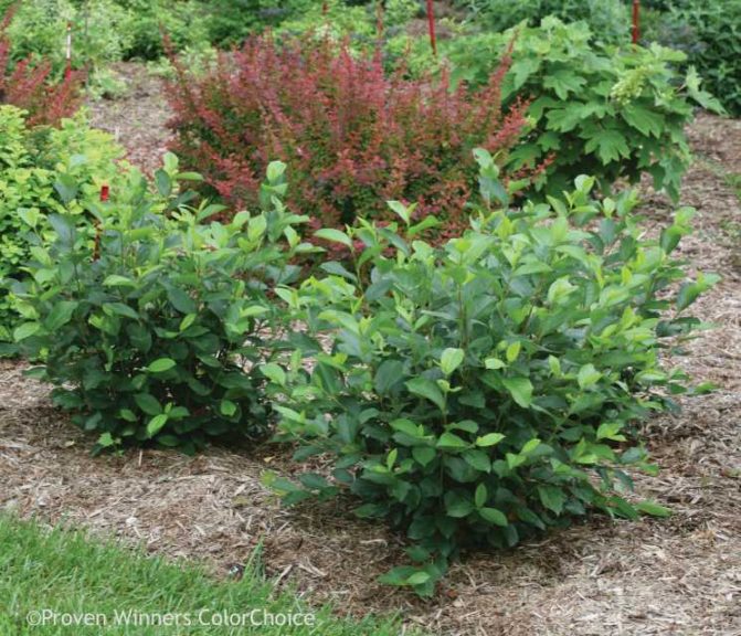Aronia ‘Low Scape Hedger’ (Proven Winners ColorChoice Shrubs)
