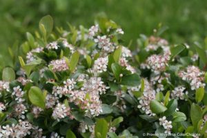 Aronia ‘Low Scape Mound’ (Proven Winners ColorChoice Shrubs)