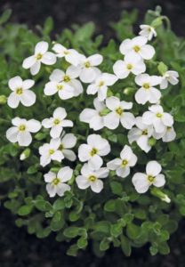 Aubrieta × cultorum ‘Pixie Pearls’ (Jelitto)