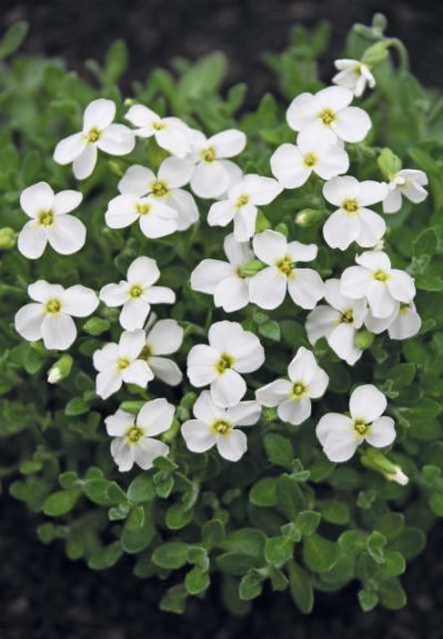 Aubrieta × cultorum ‘Pixie Pearls’ (Jelitto)