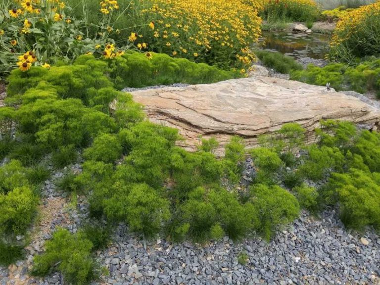 Bigelowii nutallii (Jelitto)