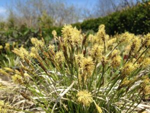 Carex pensylvanica ‘Straw Hat’ (Intrinsic Perennial Gardens)