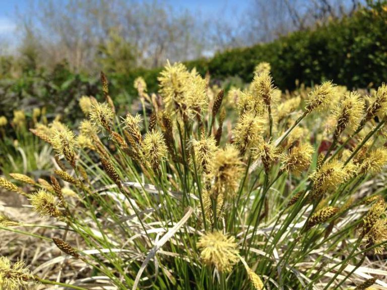 Carex pensylvanica ‘Straw Hat’ (Intrinsic Perennial Gardens)