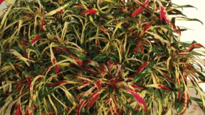 Take A Sneak Peek at Terra Nova Nurseries’ New Coleus Fancy Feather Series