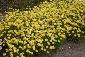 Coreopsis grandiflora ‘Solar Dance’ (Cultivaris)