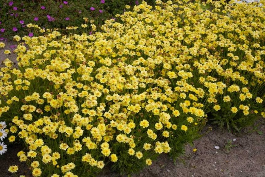 Coreopsis grandiflora ‘Solar Dance’ (Cultivaris)