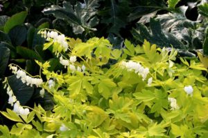 Dicentra ‘White Gold’ (Terra Nova Nurseries)