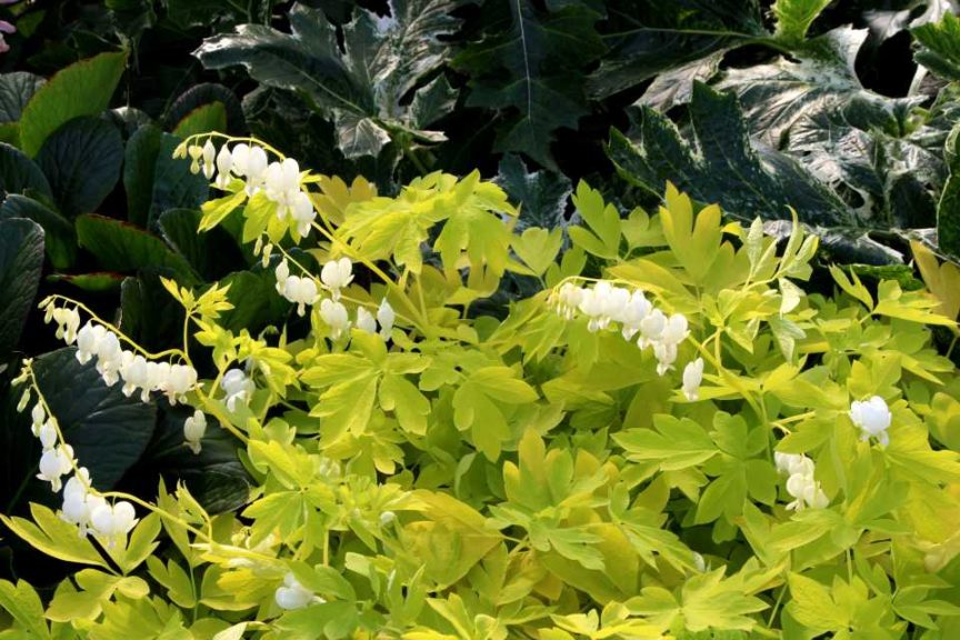 Dicentra ‘White Gold’ (Terra Nova Nurseries)
