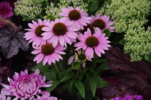 Echinacea Conetto Series (Cultivaris)