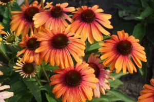 Echinacea ‘Butterfly Rainbow Marcella’ (Plants Nouveau)