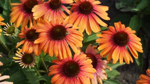 15 New Perennials For Bees, Butterflies, And Other Pollinators