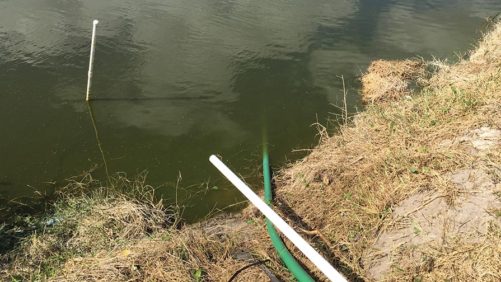 Pinpoint Toxicity In Your Pond Water