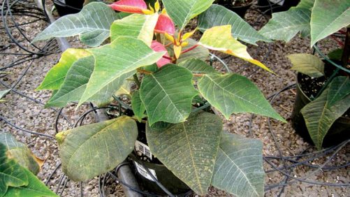 Minimize Build-up In Your Water Pipes