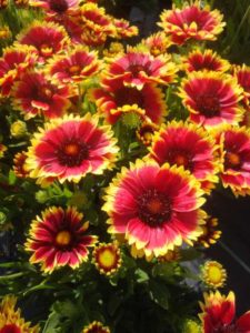 Gaillardia ‘Realflor Compact Sunset Cutie’ (PlantHaven)